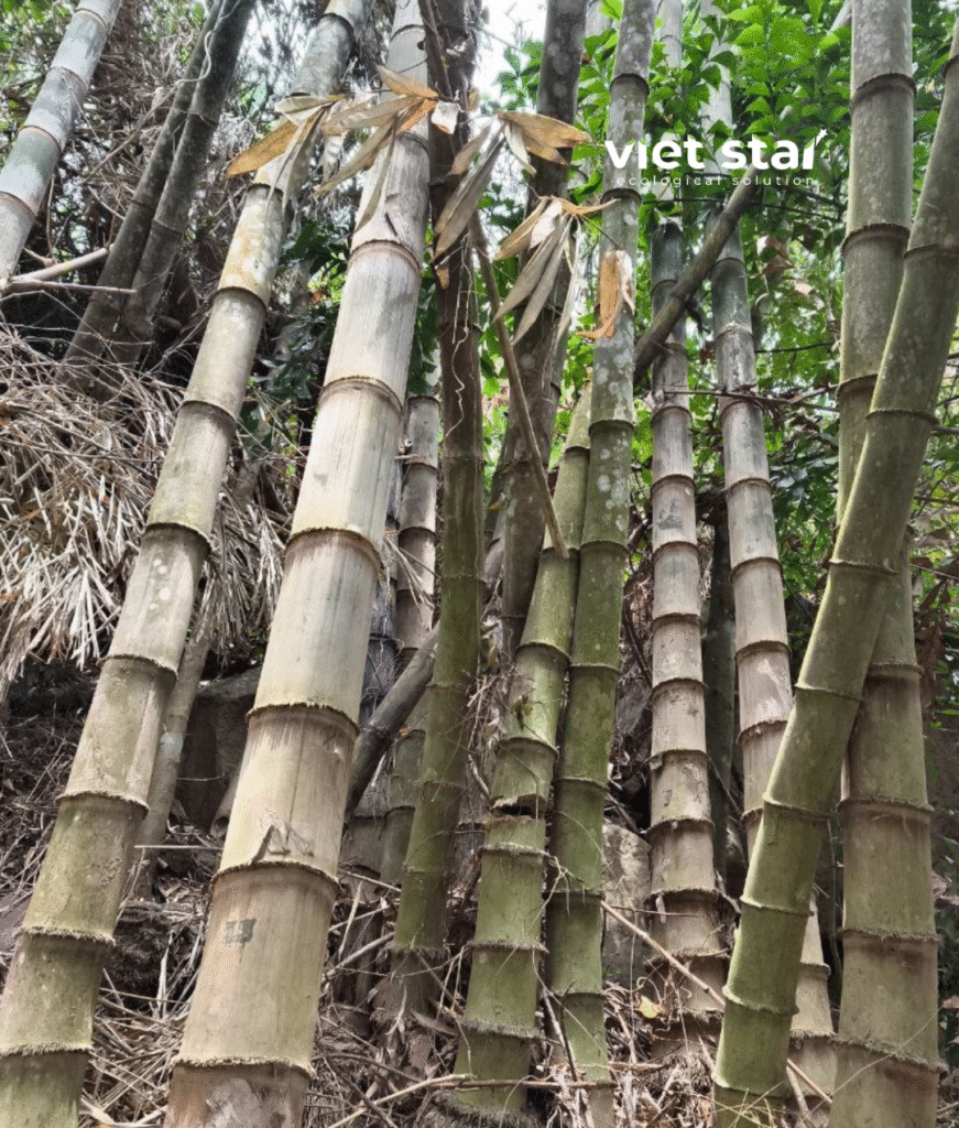 Tre khổng lồ núi cấm an giang