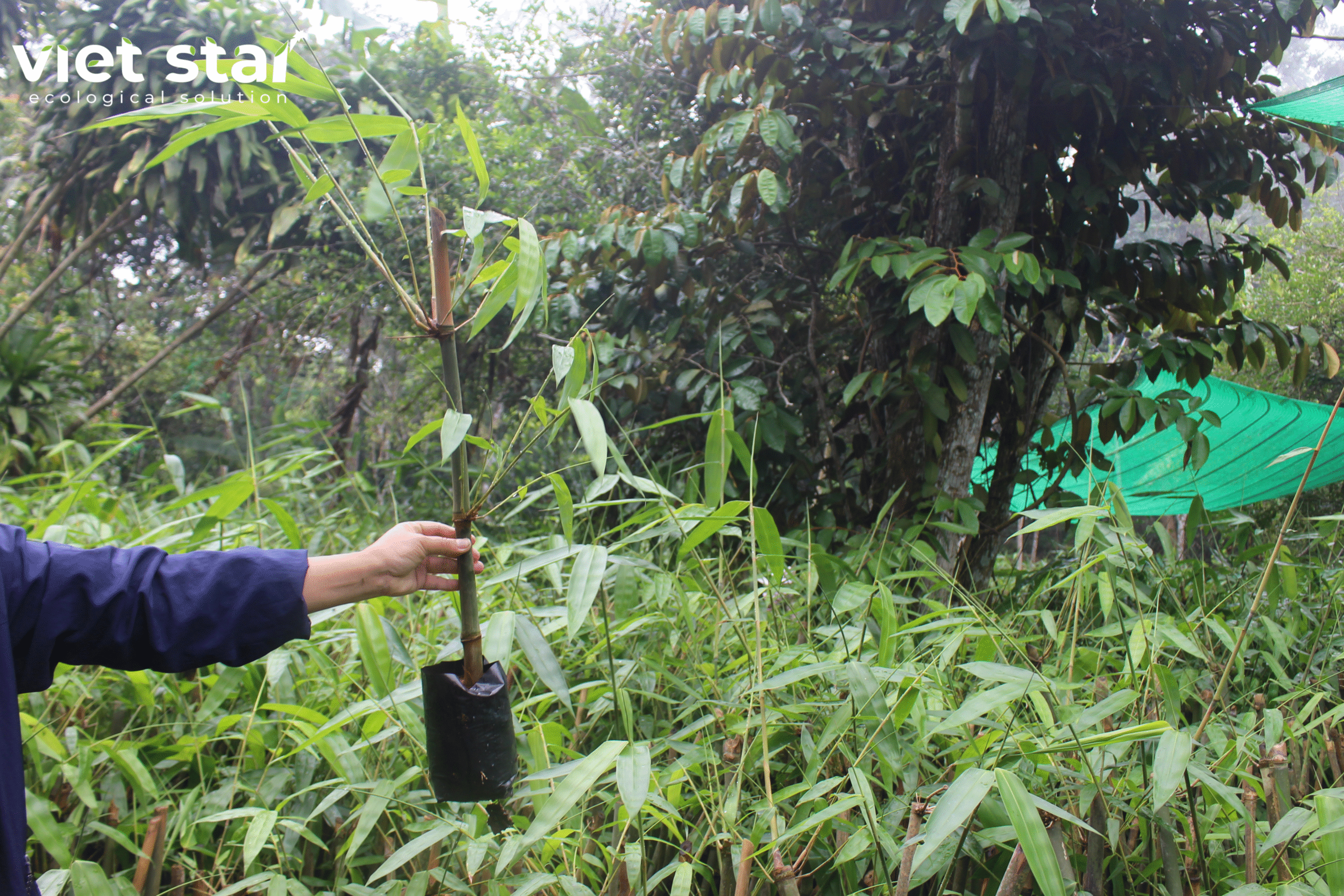 Cây giống tre khổng lồ Việt Nam