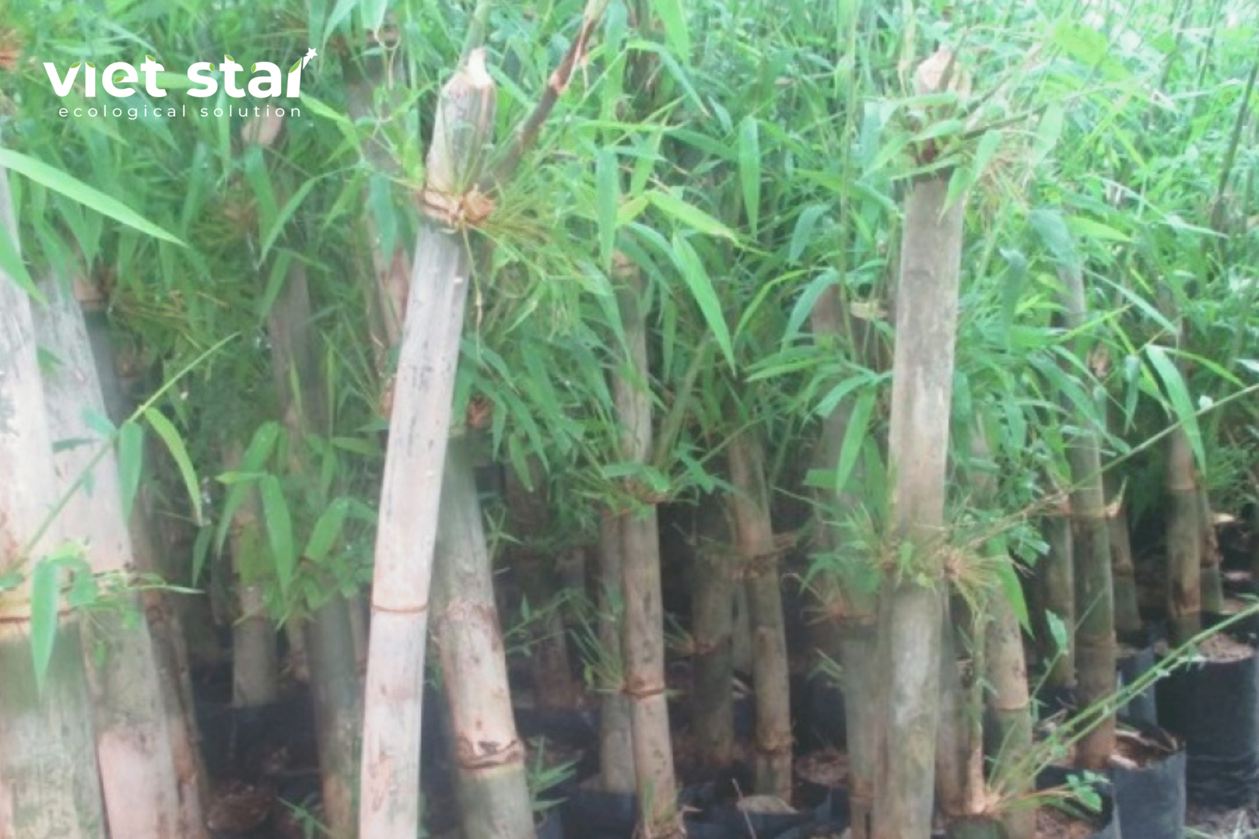 Cây giống tre tầm vông đá