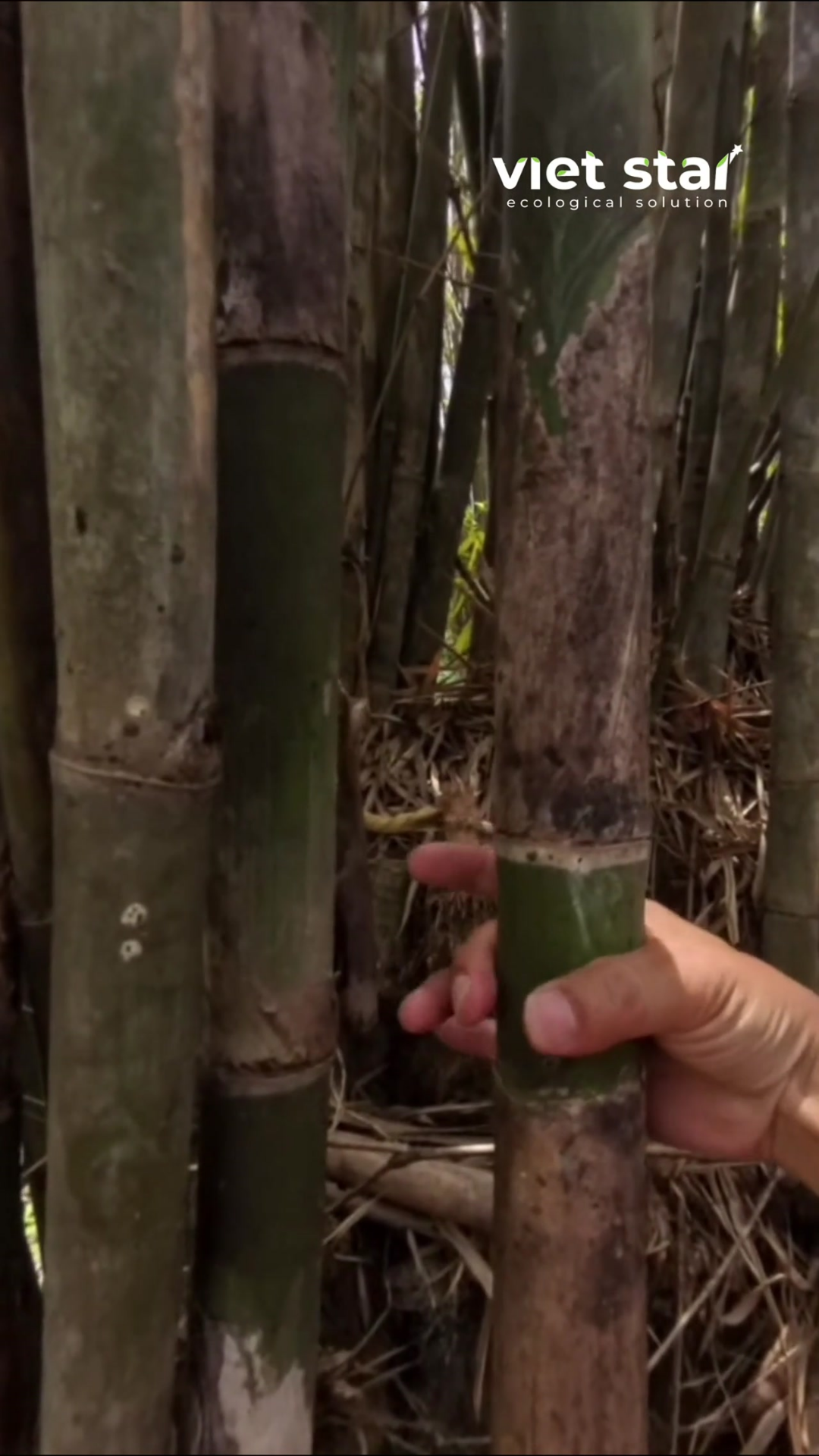 Thyrsostachys Siamensis