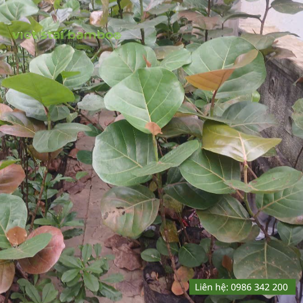 Cây giống nho biển ( bàng biển)