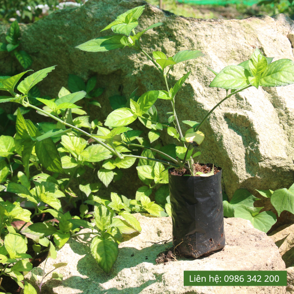 Cây giống Trà Tiên Núi Cấm