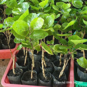 Cây giống đinh lăng lá đĩa