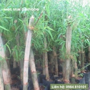 Tre Tầm Vông Đá