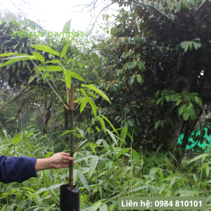 Cây giống tre khổng lồ Núi Cấm