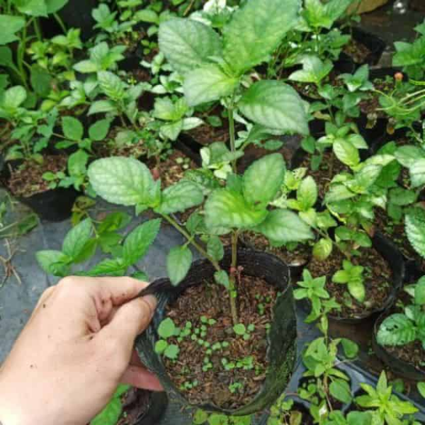 Cây giống trà tiên