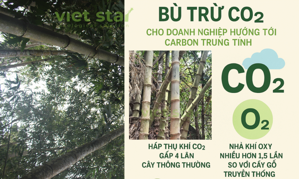 Ông trùm' Amazon muốn mua tín chỉ carbon rừng Việt Nam