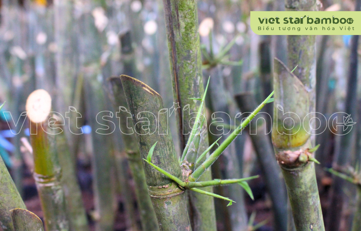 Cây giống tre 3 tháng tuổi