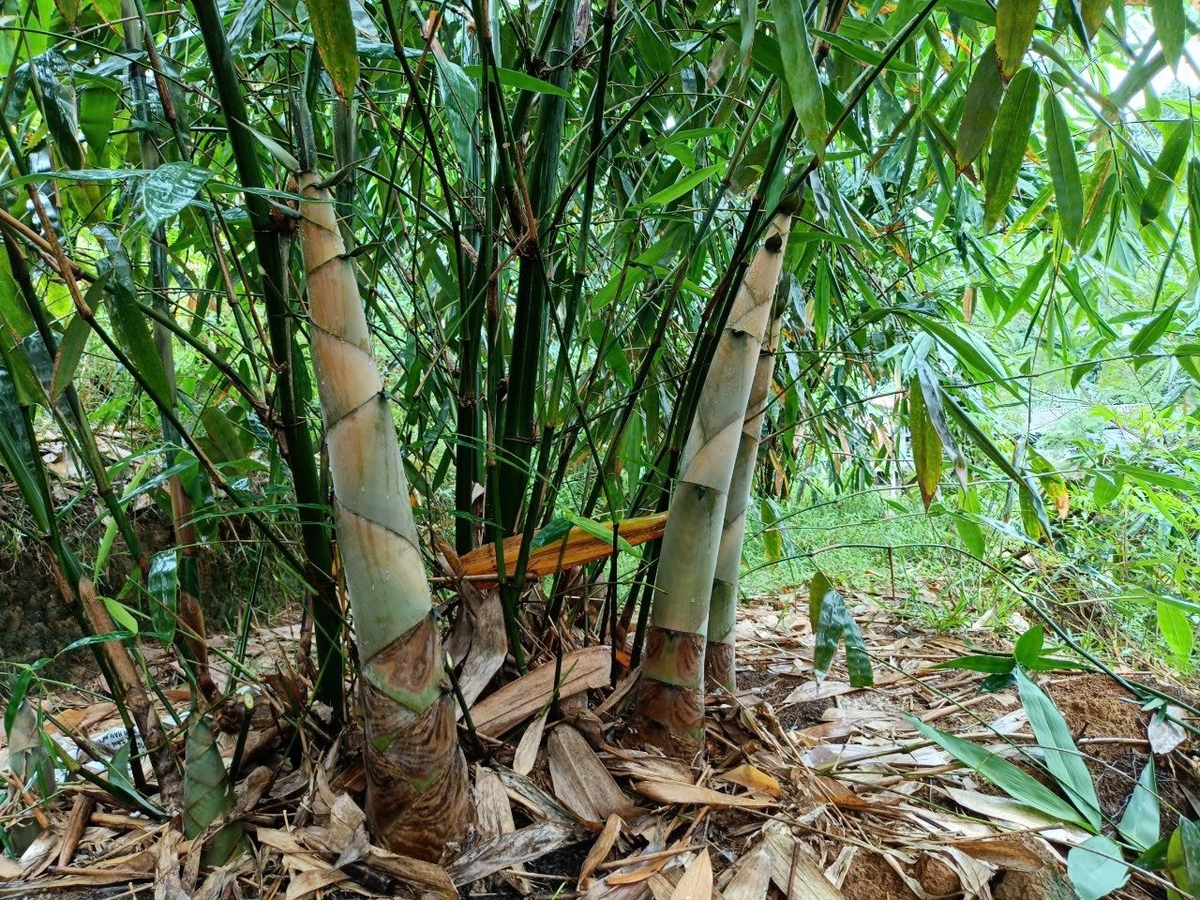 Măng tre bát độ