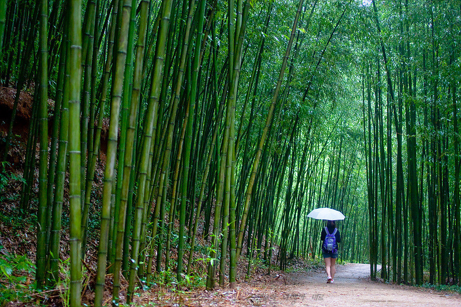 tre bát độ