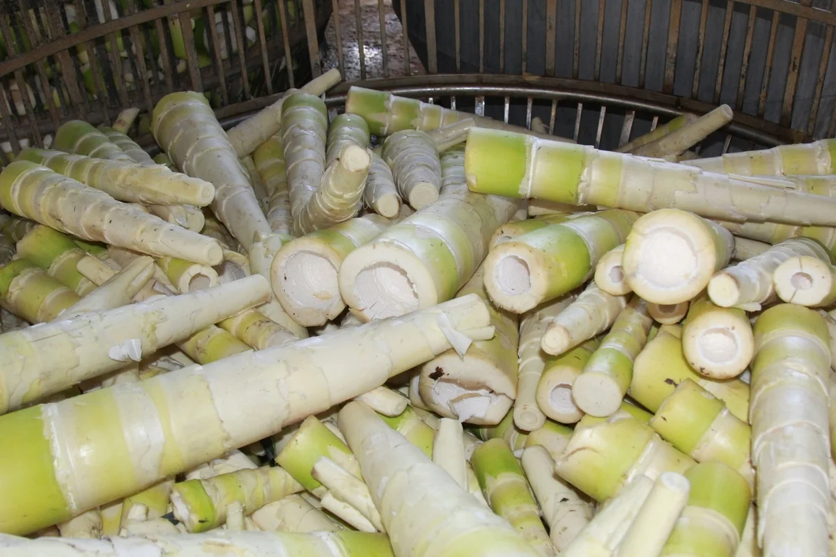 Lào Cai đang phấn đấu mở rộng diện tích diện tích và nâng sản lượng măng thương phẩm. Ảnh: Thanh Tiến.