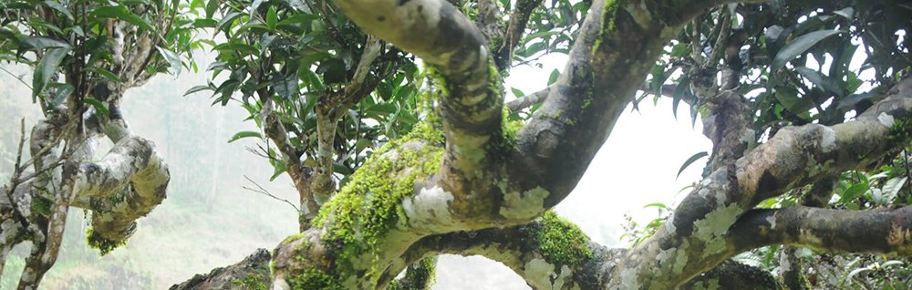 Trà Cổ thụ