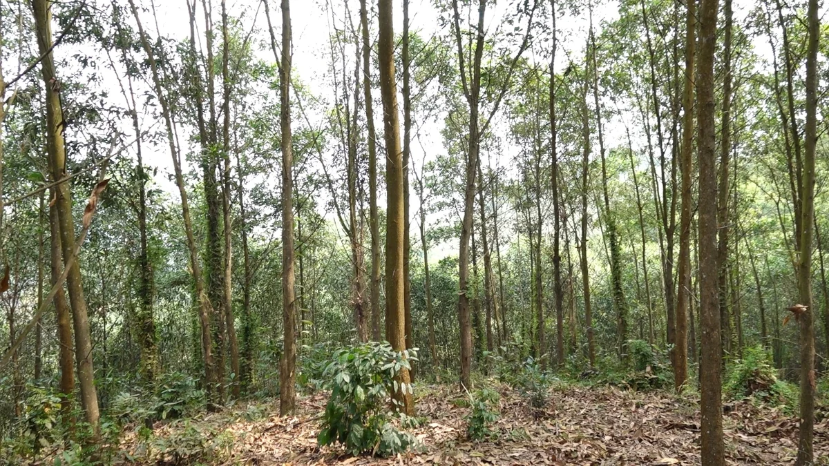 Thái Nguyên có nhiều điều kiện để tham gia thị trường tín chỉ carbon. Ảnh: Quang Linh.