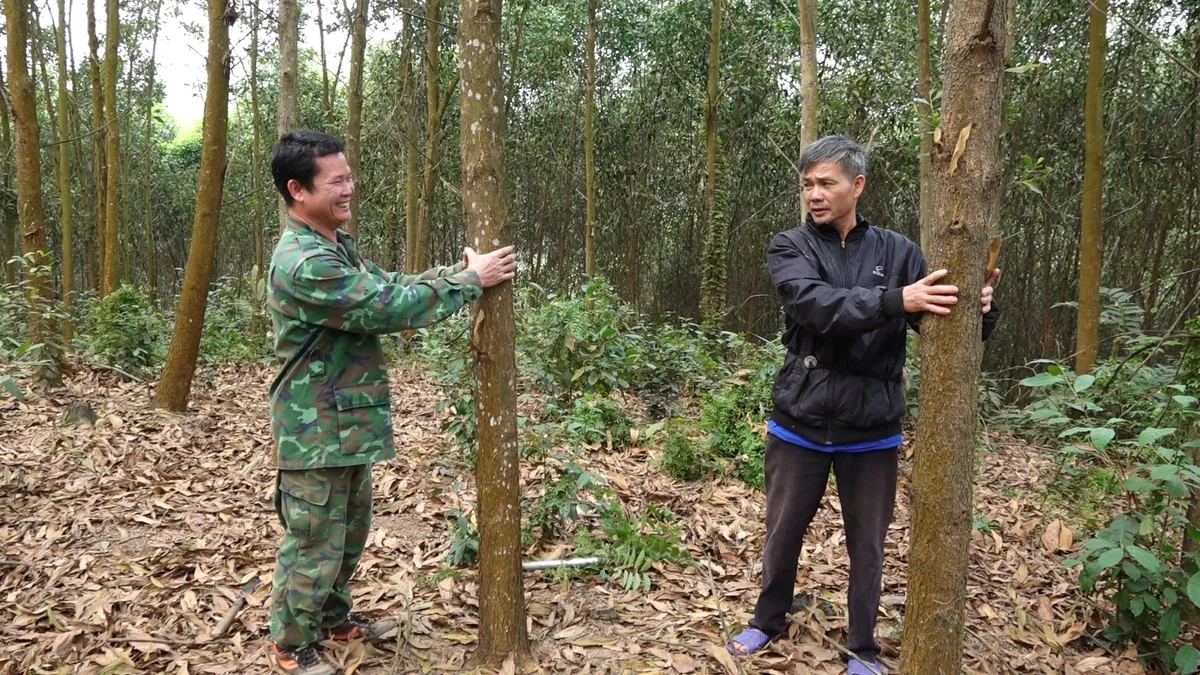 Xã Yên Trạch là một trong các địa phương phát triển lâm nghiệp mạnh tại Thái Nguyên. Ảnh: Quang Linh.
