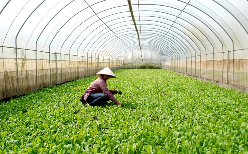 cấp xã cũng được phân cấp phê duyệt Phương án phát triển vùng sản xuất nông nghiệp tập trung; tổ chức công khai phương án đã được phê duyệt; kiểm tra, giám sát hoạt động xây dựng công trình trên đất nông nghiệp và thực hiện chế độ báo cáo theo quy định. Ảnh: Ánh Ngọc.