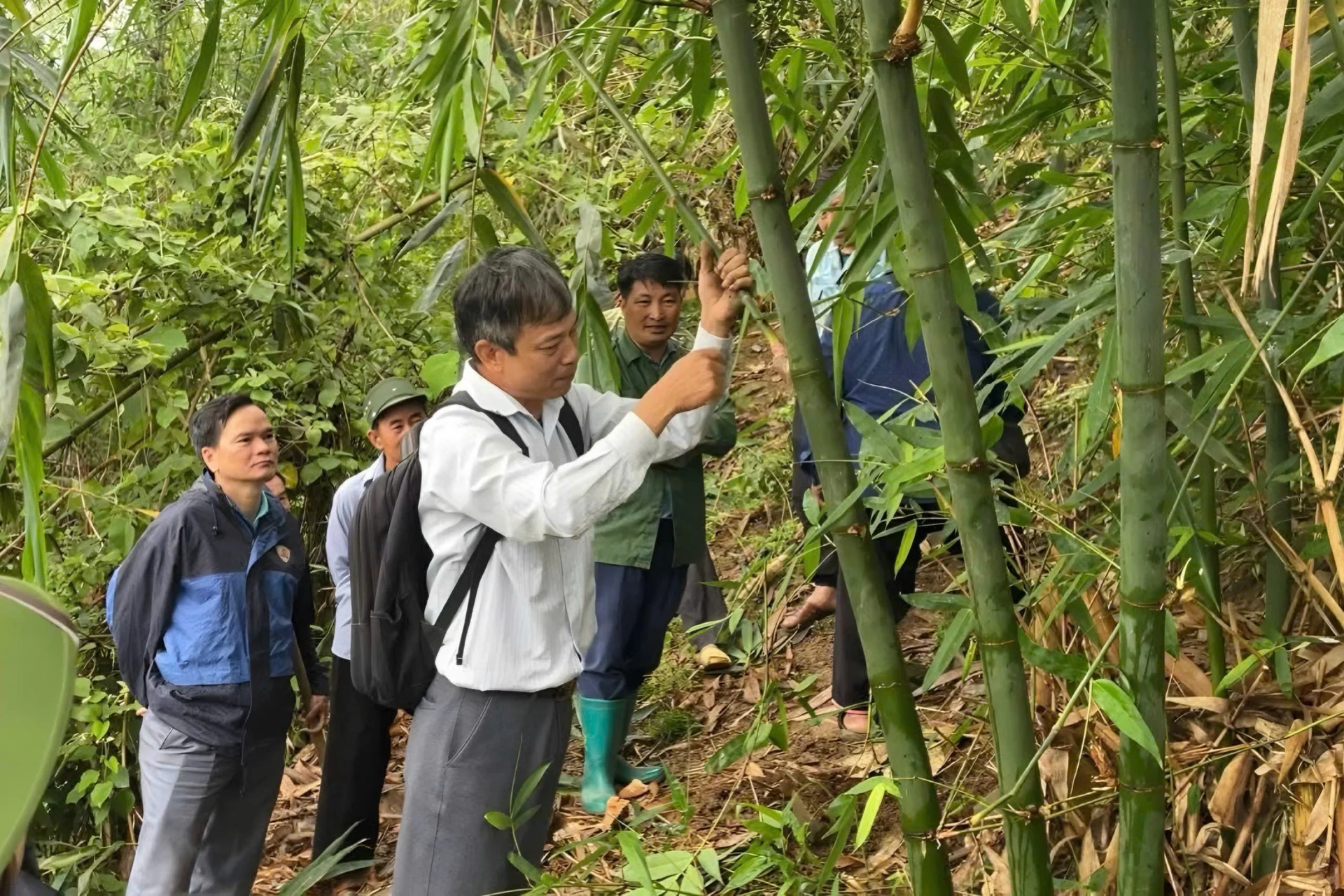 Nhiều địa phương trên địa bàn tỉnh Sơn La đã bước đầu phát triển vùng trồng măng Bát Độ. Ảnh: UBND xã Gia Phù.