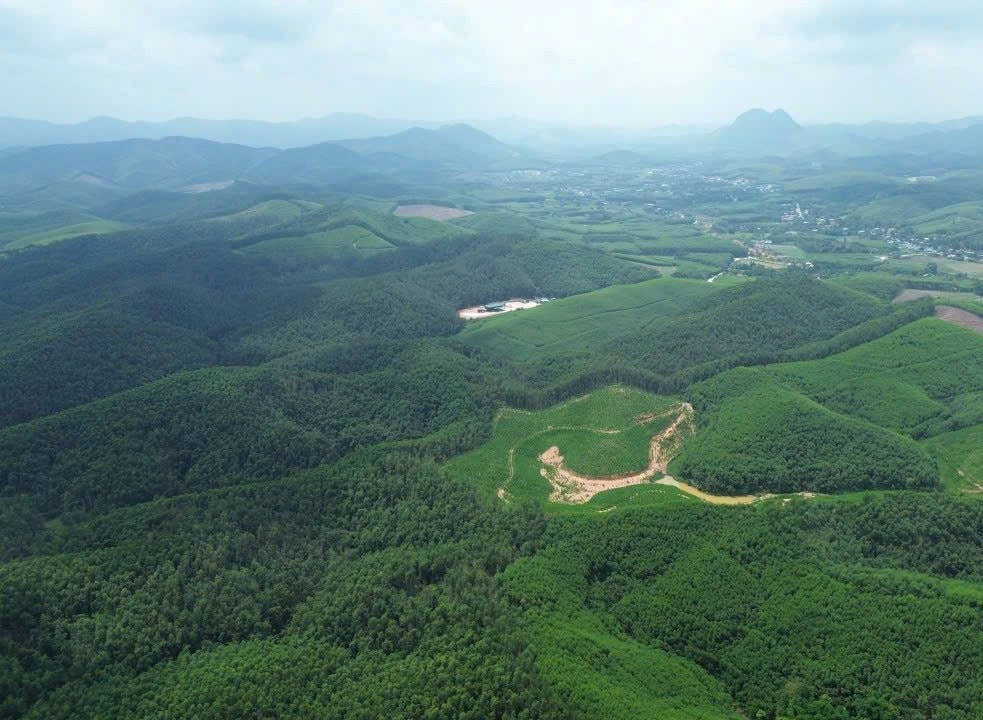 Vùng gỗ keo nguyên liệu trên địa bàn xã Châu Bình. Ảnh: Tiến Đông