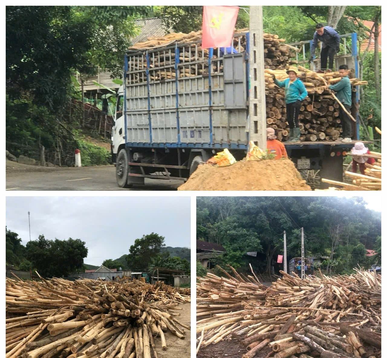 Gỗ keo nguyên liệu của người dân trên địa bàn tỉnh Nghệ An thường được thương lái thu mua chuyển sang địa bàn tỉnh Thanh Hóa để chế biến dăm gỗ xuất khẩu. Ảnh: Nhật Lân