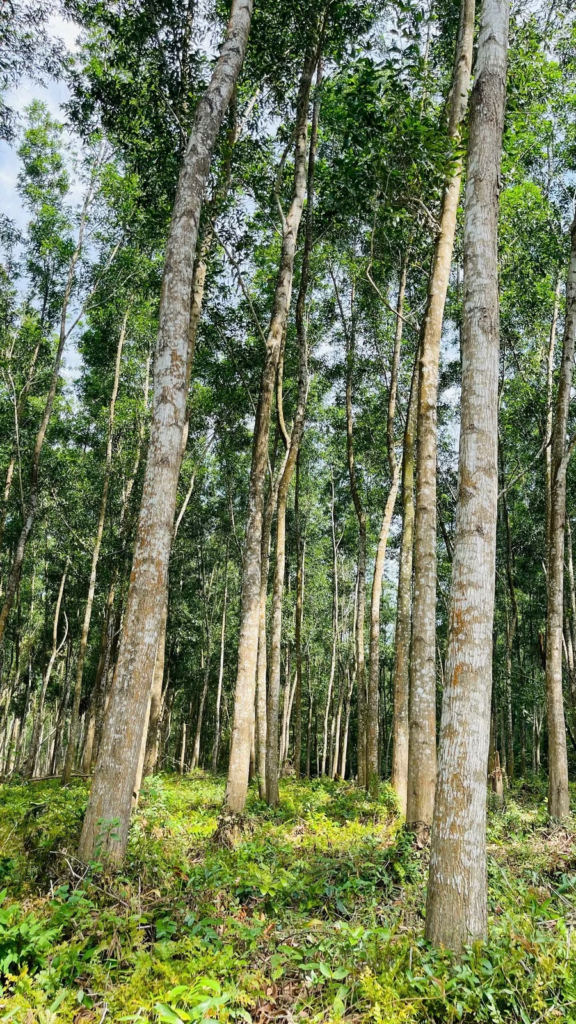 Hoạt động hợp nhất nhằm tăng hiệu quả bảo vệ rừng trên địa bàn tỉnh. Ảnh: Phan Tuấn