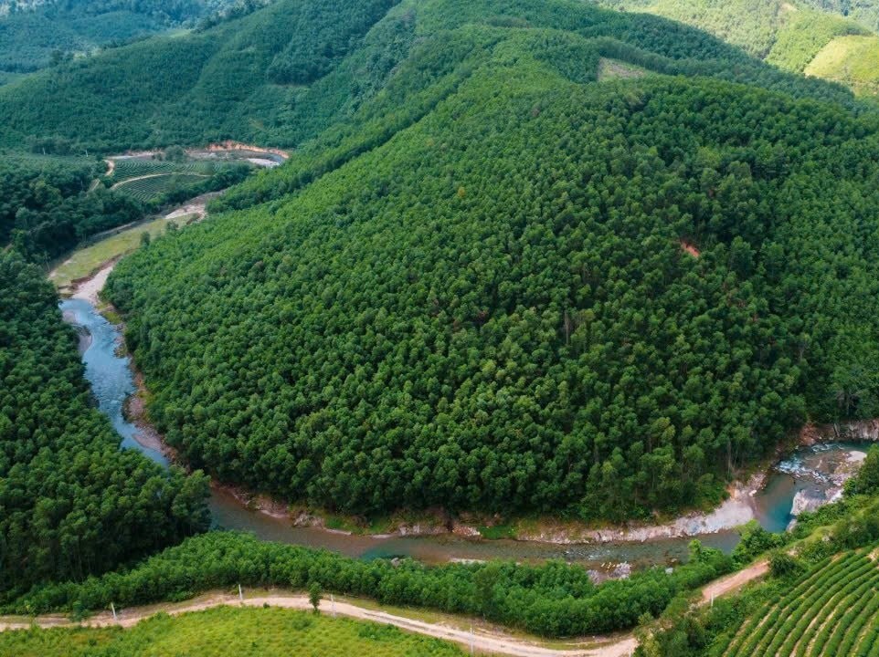 Một đồi keo nguyên liệu ở xã Sơn Lâm. Ảnh: Vĩnh Hoàng