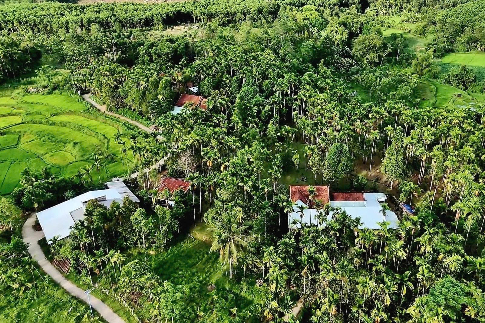 Các xã Tiên Phước, Thạnh Bình, Lãnh Ngọc và Sơn Cẩm Hà có tiềm năng lớn về kinh tế vườn, kinh tế trang trại và kinh tế rừng. Ảnh: N.HƯNG