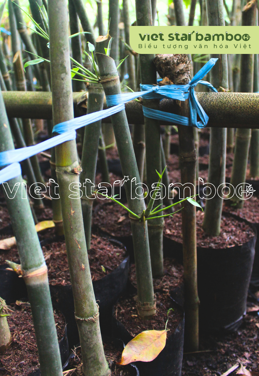 Cây giống tre khổng lồ giâm cành núi cấm