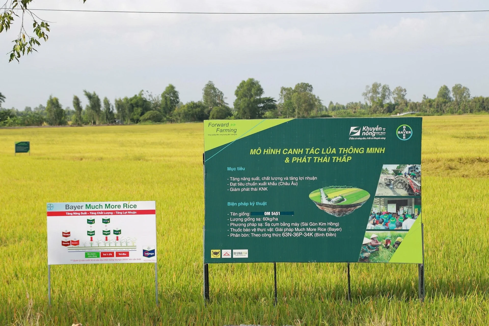 Mô hình "Canh tác lúa bền vững hướng đến tương lai - Bayer ForwardFarming" - một trong những mô hình tiêu biểu được triển khai tại Đồng bằng sông Cửu Long trên cơ sở hợp tác giữa Bayer và Trung tâm Khuyến nông Quốc gia. Ảnh: Bayer