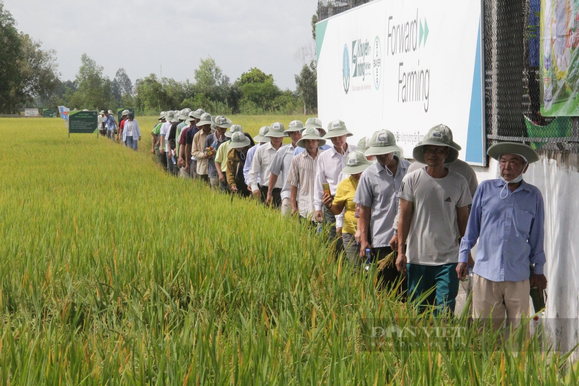 Nông dân tham quan Mô hình "Canh tác lúa bền vững hướng đến tương lai – ForwardFarming" do Trung tâm Khuyến nông Quốc gia phối hợp với Công ty TNHH Bayer Việt Nam thực hiện tại xã Đông Thuận, huyện Thới Lai, TP.Cần Thơ. Ảnh: Huỳnh Xây
