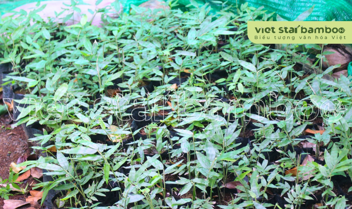Vườn ươm tre khổng lồ cấy mô viet star bamboo