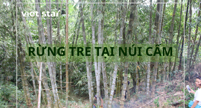 Rừng tre khổng lồ tại Núi Cấm Rừng tre khổng lồ tại Núi Cấm