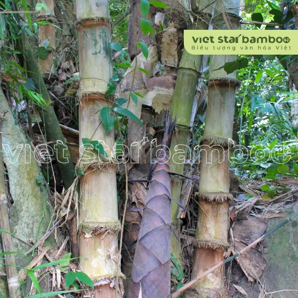 Tre khổng lồ cùng măng tre khổng lồ núi cấm