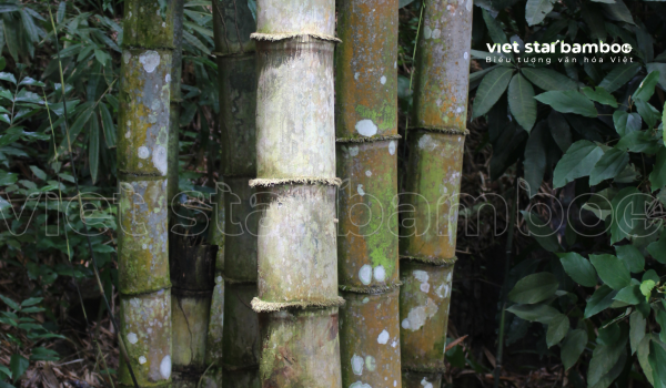 Tre trong dòng chảy văn hóa Việt - đồng hành qua thiên tai
