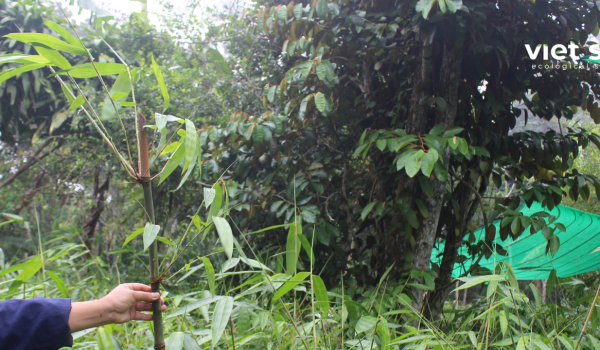 Vườn cây giống Viet Star Bamboo