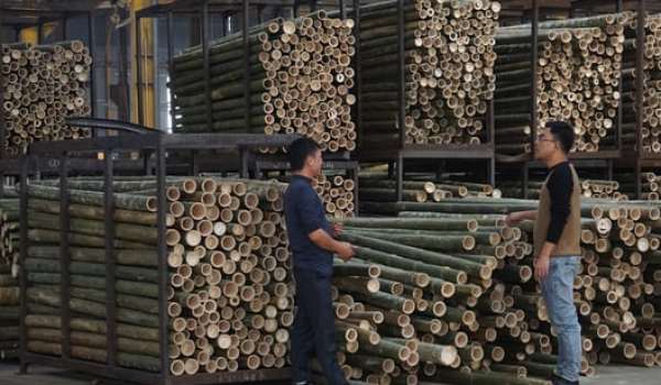 Phế thải cây tre thành than sinh học, mở lối mới cho tín chỉ carbon