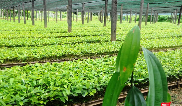 13/21 tỉnh thành đã triển khai phát triển vùng trồng dược liệu quý