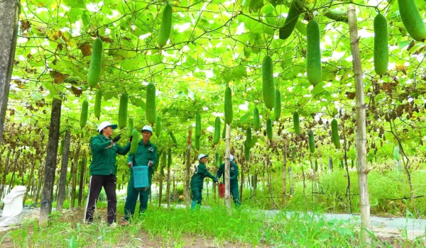 Mô hình sản xuất nông nghiệp ứng dụng tiến bộ kỹ thuật được hỗ trợ phát triển theo chính sách khuyến nông, góp phần nâng cao hiệu quả sản xuất cho người dân. Ảnh: Phạm Huy.