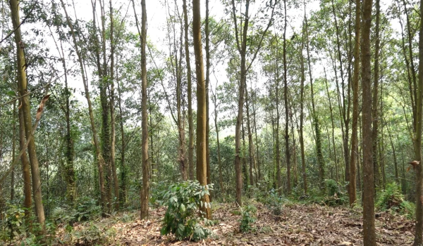 Thái Nguyên có nhiều điều kiện để tham gia thị trường tín chỉ carbon. Ảnh: Quang Linh.