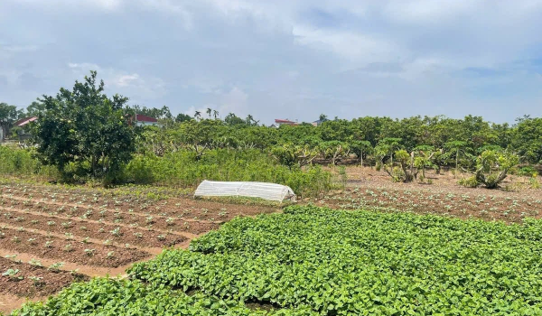 Giá trị sản xuất trên 1 ha đất nông nghiệp bình quân cả nước còn chênh lệch lớn giữa các vùng, dao động từ 80-200 triệu đồng/ha/năm, cho thấy dư địa nâng cao hiệu quả còn rất lớn. Ảnh: Trường Giang.