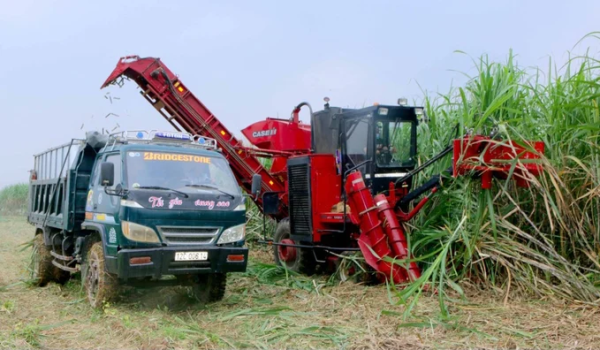Nút thắt carbon ngành mía đường nằm ở vùng nguyên liệu