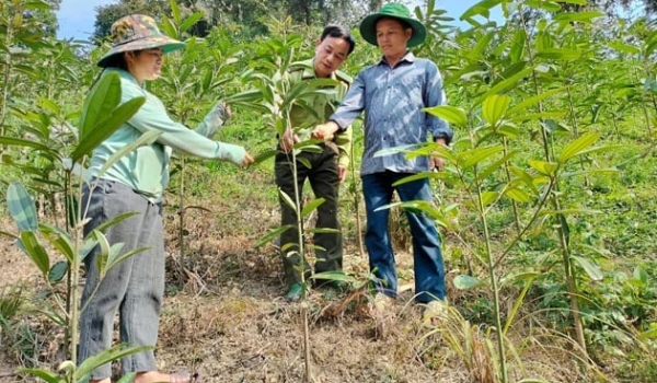 Từ 25/6, phạt tới 1 tỷ đồng đối với vi phạm trong lĩnh vực lâm nghiệp