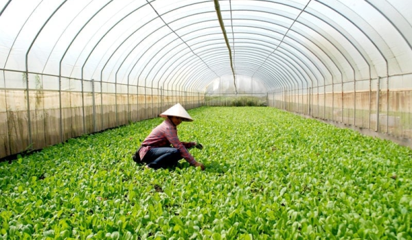 cấp xã cũng được phân cấp phê duyệt Phương án phát triển vùng sản xuất nông nghiệp tập trung; tổ chức công khai phương án đã được phê duyệt; kiểm tra, giám sát hoạt động xây dựng công trình trên đất nông nghiệp và thực hiện chế độ báo cáo theo quy định. Ảnh: Ánh Ngọc.