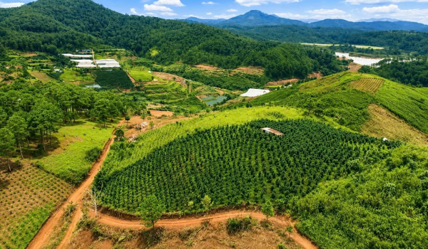 Nhiều diện tích đất lâm nghiệp tại Lâm Đồng đang được rà soát để xây dựng phương án triển khai trồng rừng và các biện pháp lâm sinh phù hợp. Ảnh: N.T.