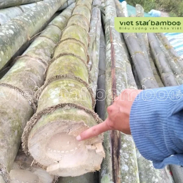 thu hoạch cây tre khổng lồ núi cấm