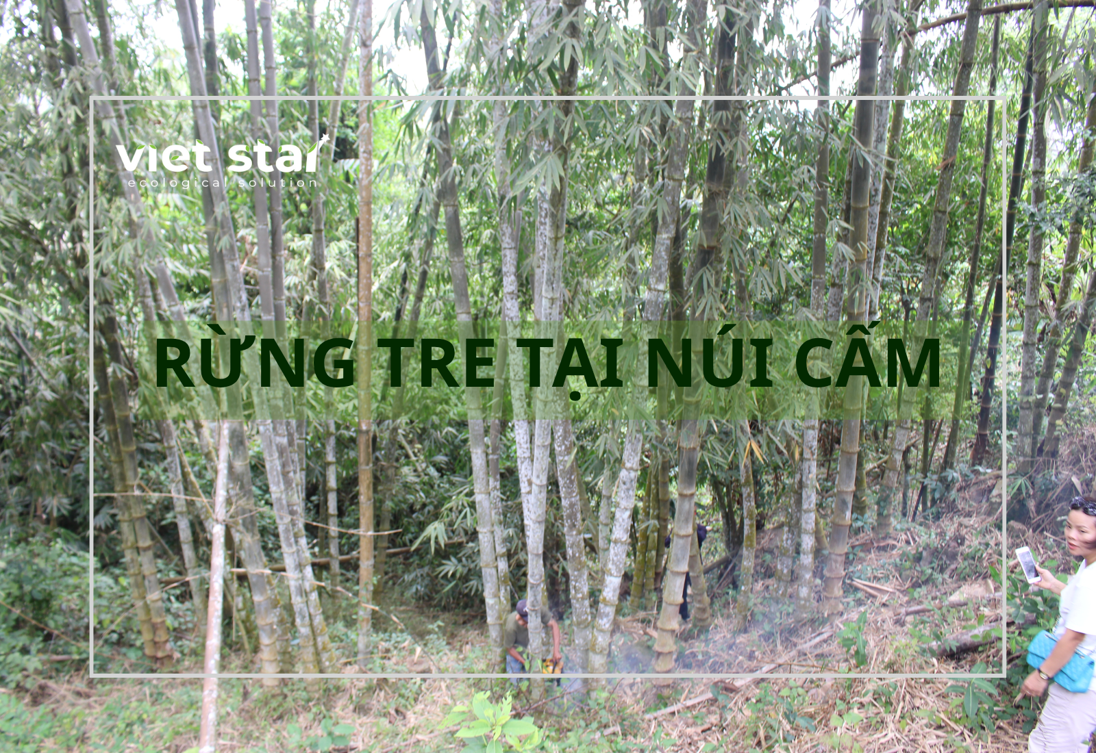 Rừng tre khổng lồ tại Núi Cấm