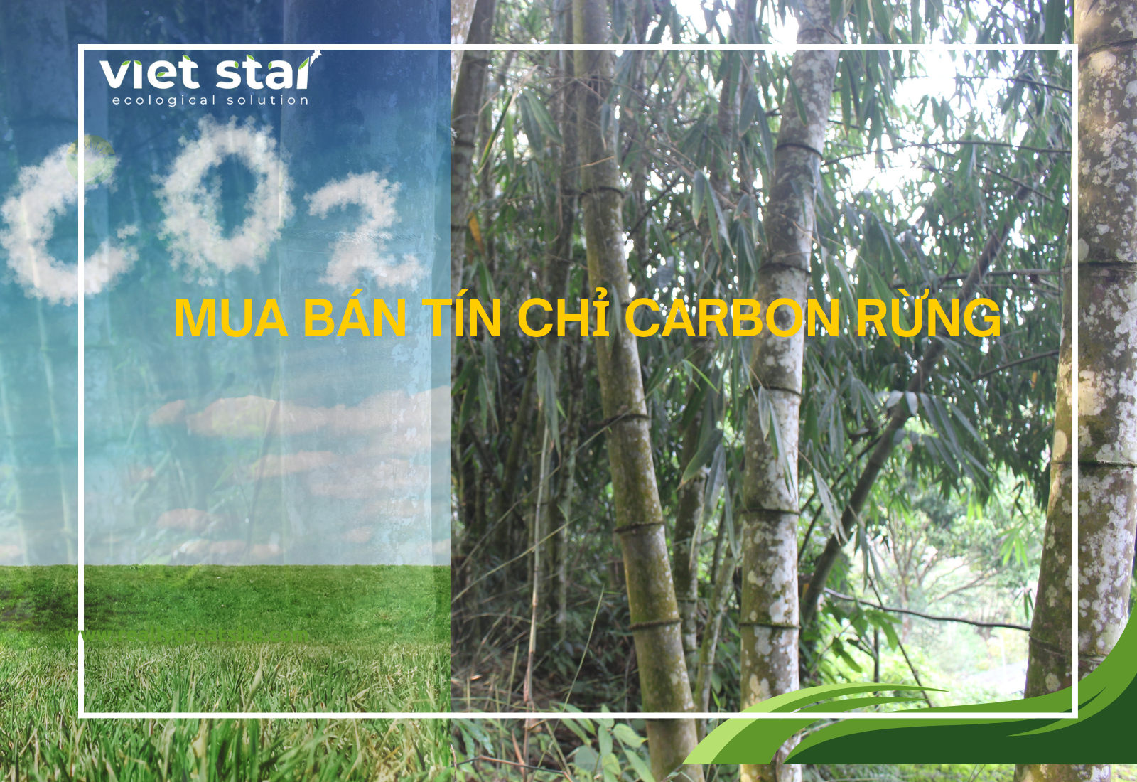  thị trường tín chỉ carbon rừng đang bước vào giai đoạn phát triển mạnh mẽ.