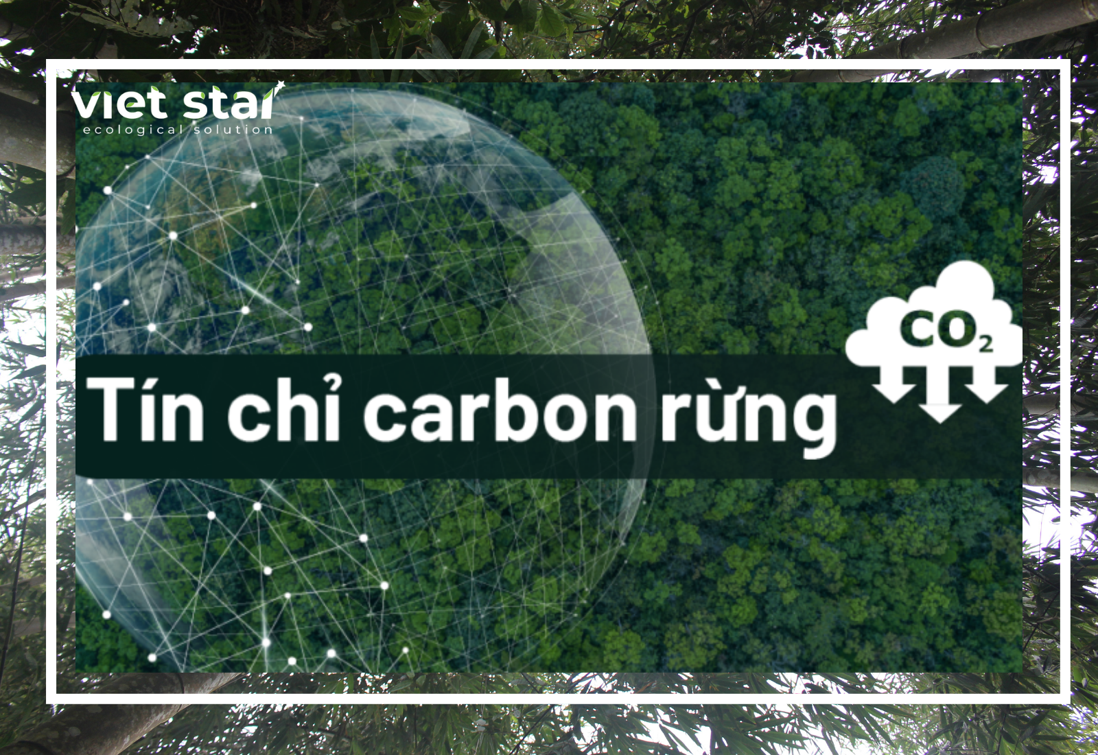Loại rừng nào ở Việt Nam bán tín chỉ carbon được giá nhất