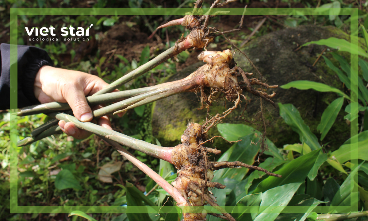 Củ Gừng Gió Có Tác Dụng Gì Và Mua Ở Đâu Tốt
