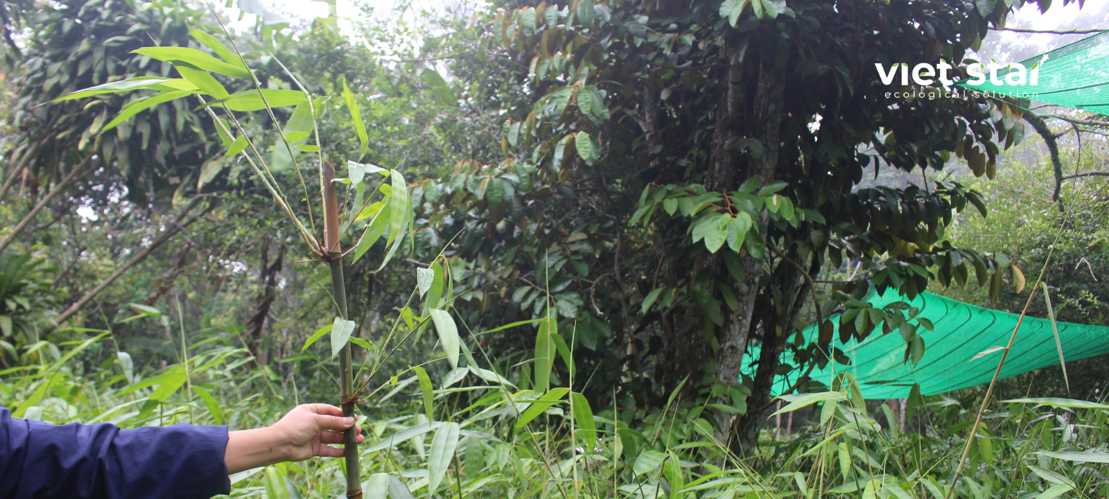 Vườn cây giống Viet Star Bamboo
