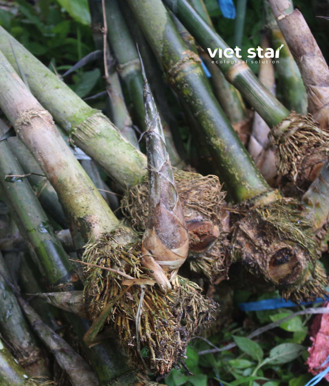 cây giống tre khổng lồ núi cấm