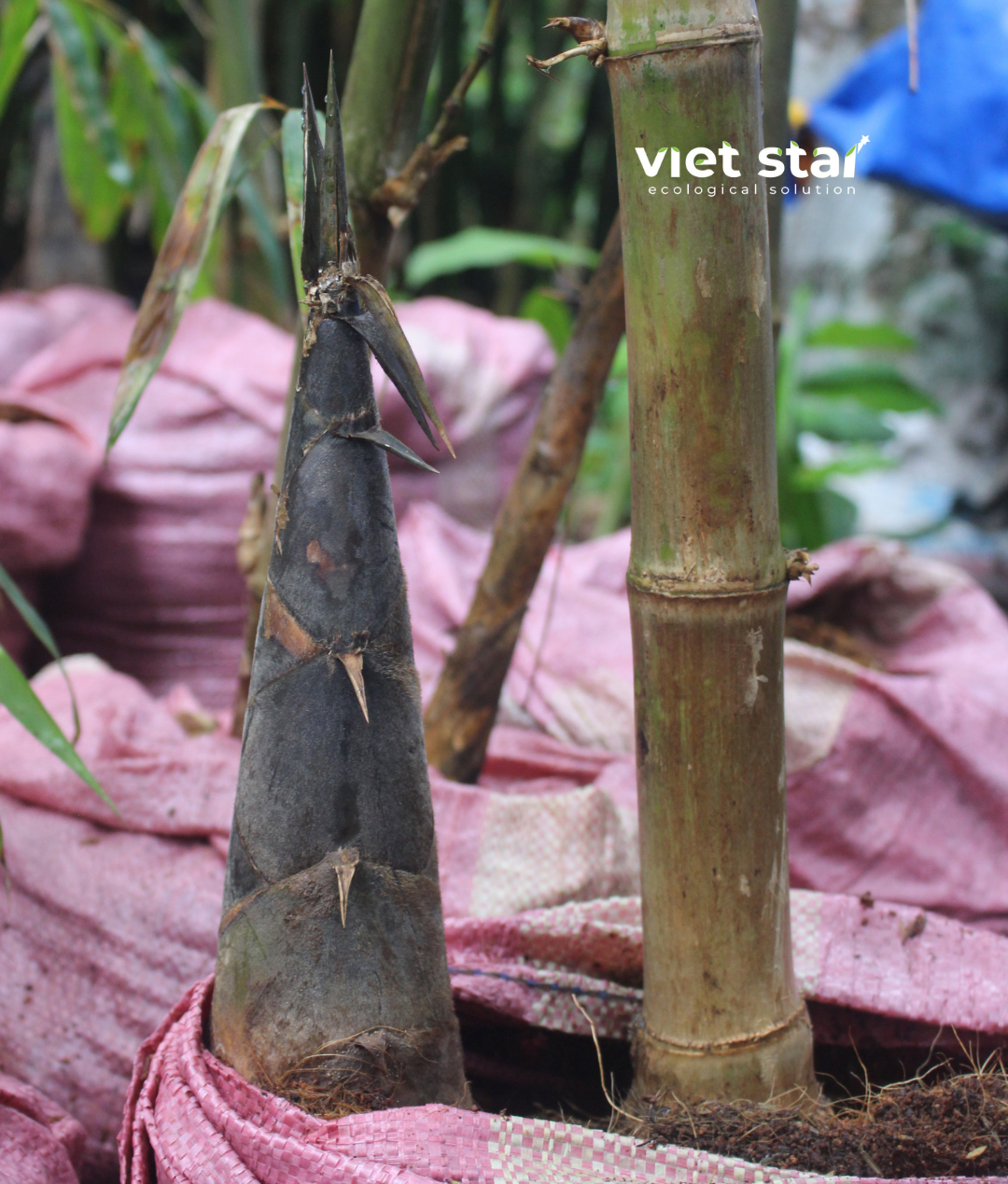 gốc tre khổng lồ dendrocalamus asper đá